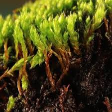 Attēlu rezultāti vaicājumam “Bryum neodamense”