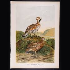 Attēlu rezultāti vaicājumam “Bonasa bonasia eggs”