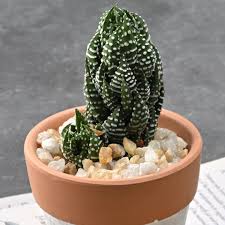 Image result for Haworthia