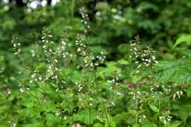Attēlu rezultāti vaicājumam “Circaea lutetiana flower”