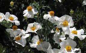 Image result for Romneya coulteri