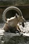 ibex