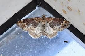 Attēlu rezultāti vaicājumam “Xanthorhoe spadicearia”