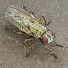 Attēlu rezultāti vaicājumam “Muscidae”