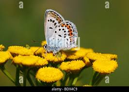 Attēlu rezultāti vaicājumam “Plebejus idas male”