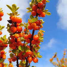 Attēlu rezultāti vaicājumam “Poa nemoralis fruit”