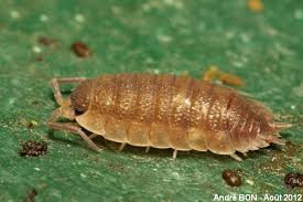 Attēlu rezultāti vaicājumam “Porcellio scaber”