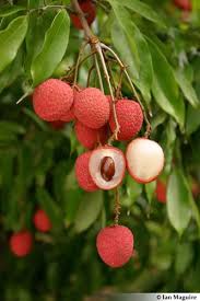Image result for Litchi chinensis