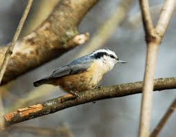 Image result for Sitta canadensis