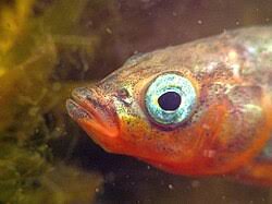 Attēlu rezultāti vaicājumam “Gasterosteus aculeatus”