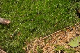 Attēlu rezultāti vaicājumam “Dicranum scoparium sporophyte”