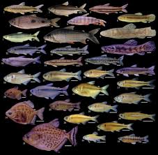 Attēlu rezultāti vaicājumam “Chara filiformis”