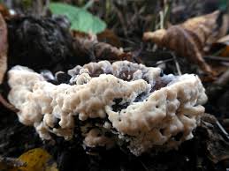 Attēlu rezultāti vaicājumam “Amaurochaete sp.”