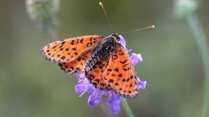 Attēlu rezultāti vaicājumam “Melitaea didyma”