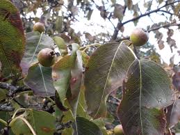 Attēlu rezultāti vaicājumam “Pyrus”