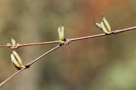 Attēlu rezultāti vaicājumam “Cercidiphyllum japonicum fruit”