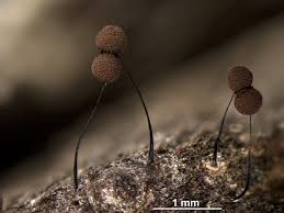 Attēlu rezultāti vaicājumam “Comatricha laxa”