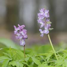 Attēlu rezultāti vaicājumam “Corydalis cava”