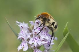Attēlu rezultāti vaicājumam “Trichius fasciatus”