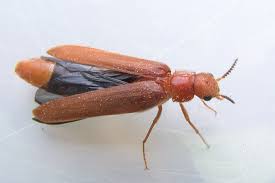 Attēlu rezultāti vaicājumam “Hylecoetus dermestoides”