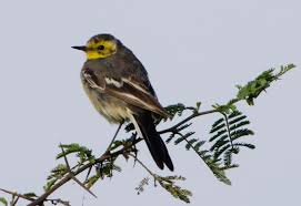 Attēlu rezultāti vaicājumam “Motacilla citreola”