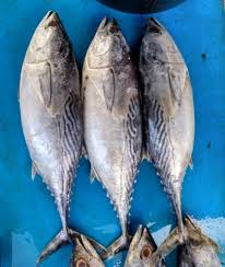 Image result for Euthynnus affinis