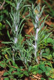 Attēlu rezultāti vaicājumam “Gnaphalium uliginosum leaf”
