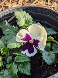 Attēlu rezultāti vaicājumam “Viola x williamsii flower”