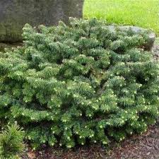 Attēlu rezultāti vaicājumam “Abies mariesii”