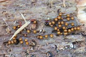 Attēlu rezultāti vaicājumam “Hemitrichia karstenii young”