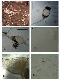 Attēlu rezultāti vaicājumam “Pilobolus crystallinus”