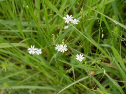 Attēlu rezultāti vaicājumam “Stellaria graminea”