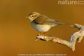 Attēlu rezultāti vaicājumam “Phylloscopus trochilus”
