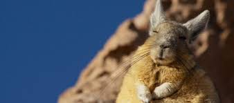 Image result for viscacha