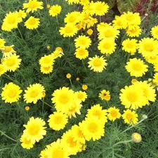 Image result for Färberkamille