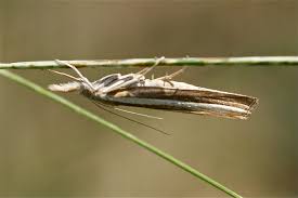 Attēlu rezultāti vaicājumam “Agriphila tristella”