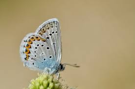 Attēlu rezultāti vaicājumam “Plebejus argus / Plebejus idas”