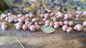 Attēlu rezultāti vaicājumam “Lycogala exiguum aggr. young”