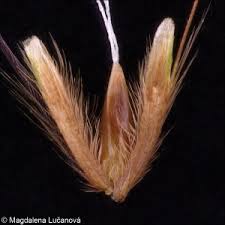 Attēlu rezultāti vaicājumam “Anthoxanthum odoratum fruit”