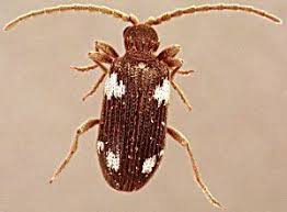 Attēlu rezultāti vaicājumam “Ptinus sp. male”