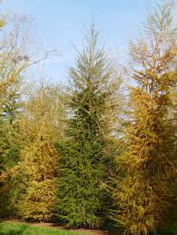 Attēlu rezultāti vaicājumam “Larix”