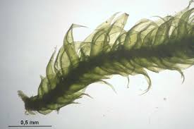 Attēlu rezultāti vaicājumam “Hypnum pallescens”