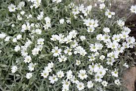 Image result for cerastium tomentosum