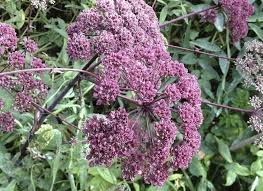 Image result for Angelica silvestris