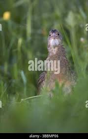 Attēlu rezultāti vaicājumam “Crex crex adult”