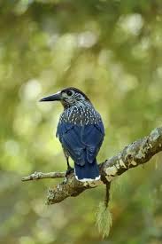 Image result for Nucifraga caryocatactes