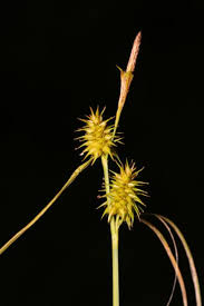 Attēlu rezultāti vaicājumam “Carex flava”