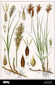 Attēlu rezultāti vaicājumam “Carex arenaria  flower”
