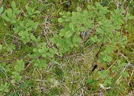 Attēlu rezultāti vaicājumam “Menziesia ferruginea”