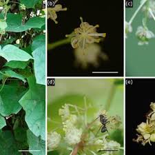 Attēlu rezultāti vaicājumam “Menispermum dauricum fruit”